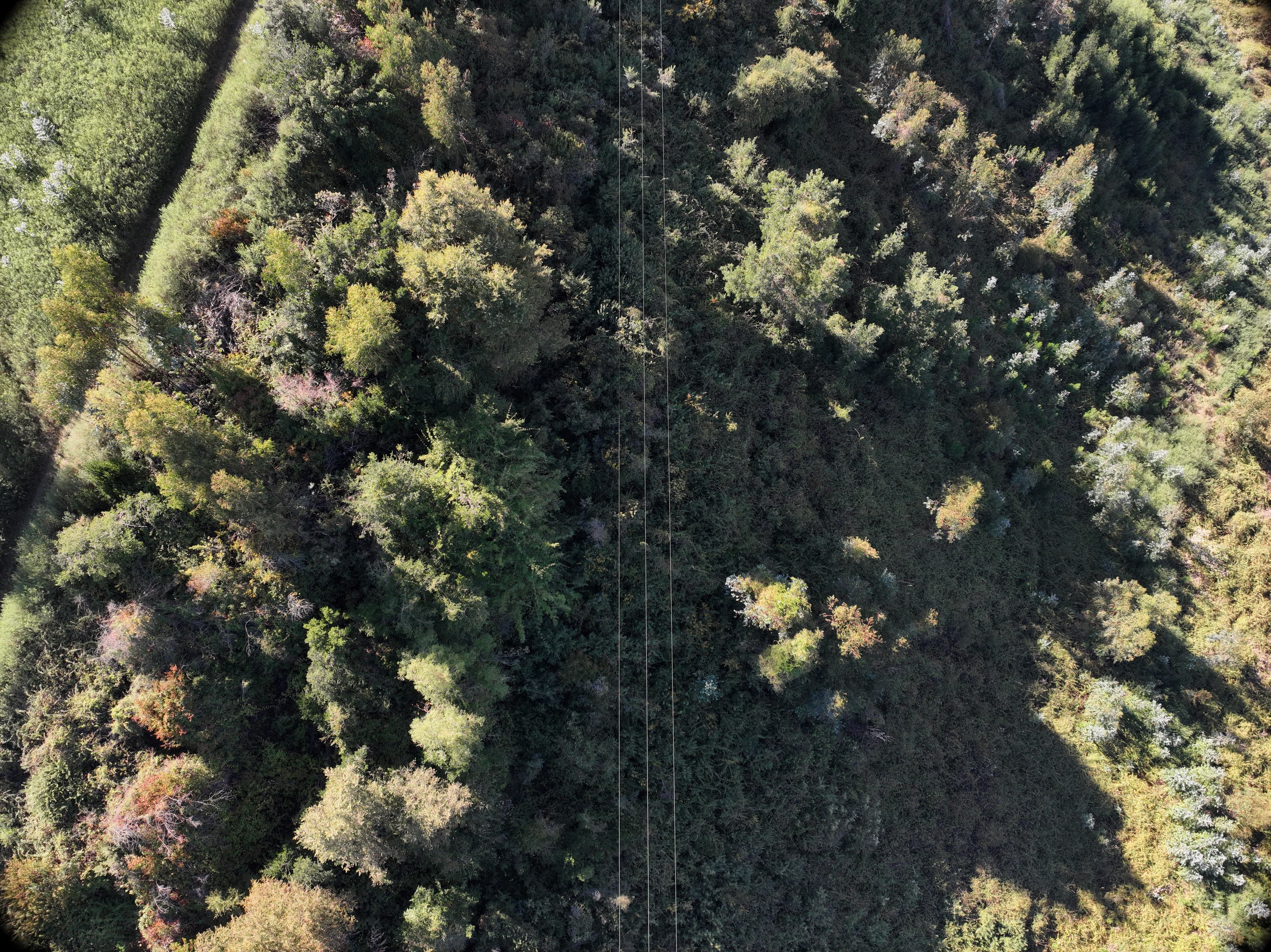 Servicios de Ingeniería EES Chile